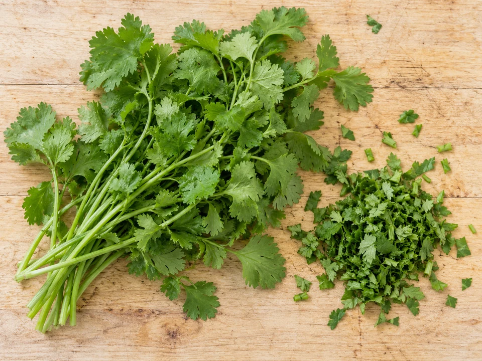 Fresh cilantro leaves and stems beside chopped cilantro on a wooden board.