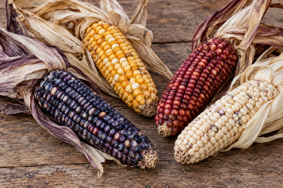 Dried blue, yellow, red and white maize ears with open husks.